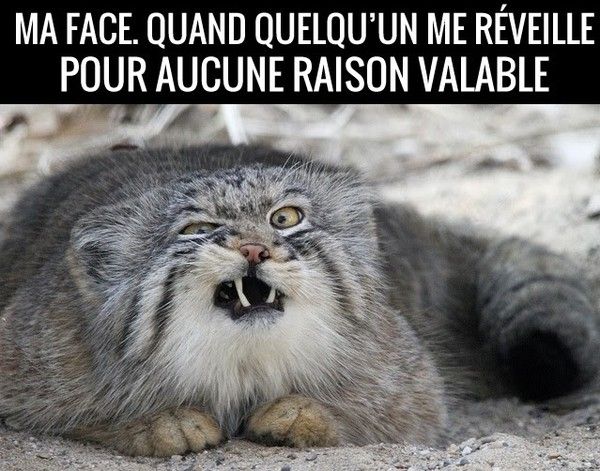 ma face de mauvais matin