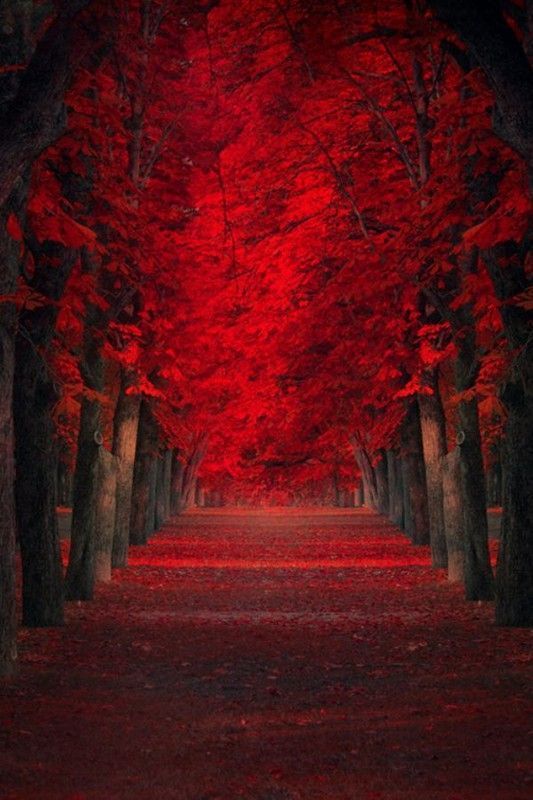 tout en rouge