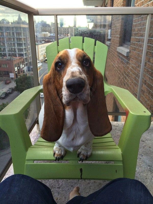Un chien au balcon..hi.hi..