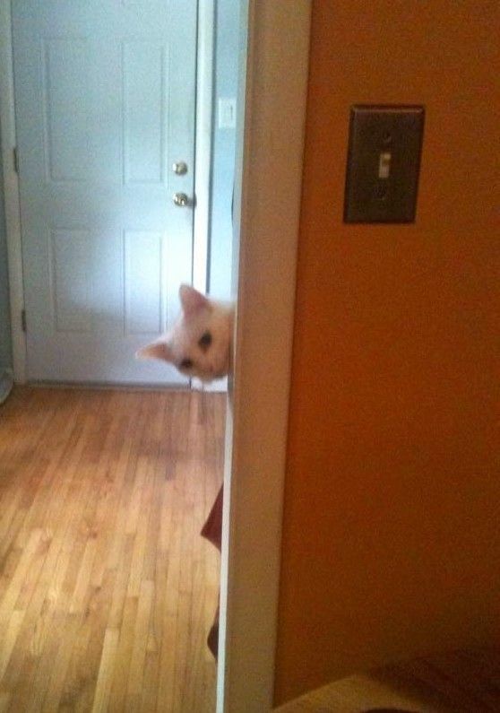 coucou..de ti-lou..hi.hi..