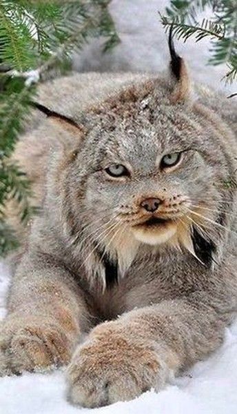lynx