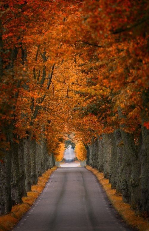 Un autre sentier automne