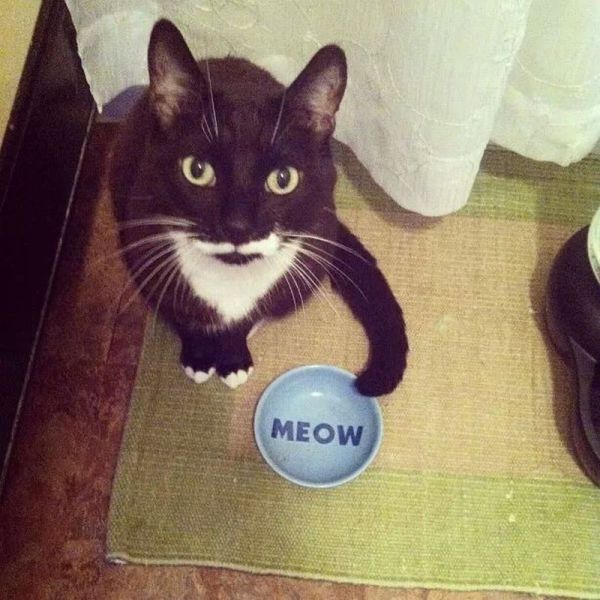 Meow...!