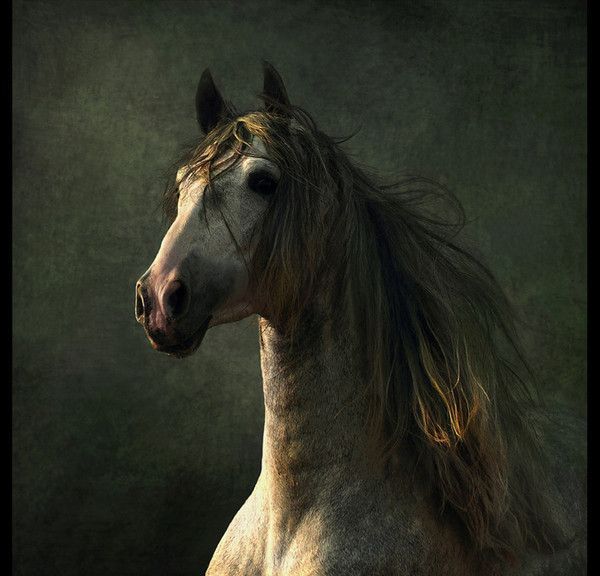 Un beau cheval...