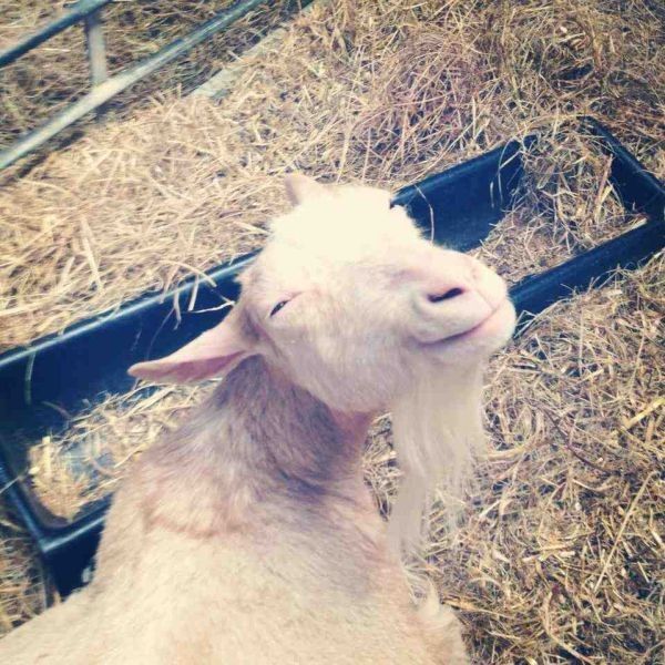 Cheese