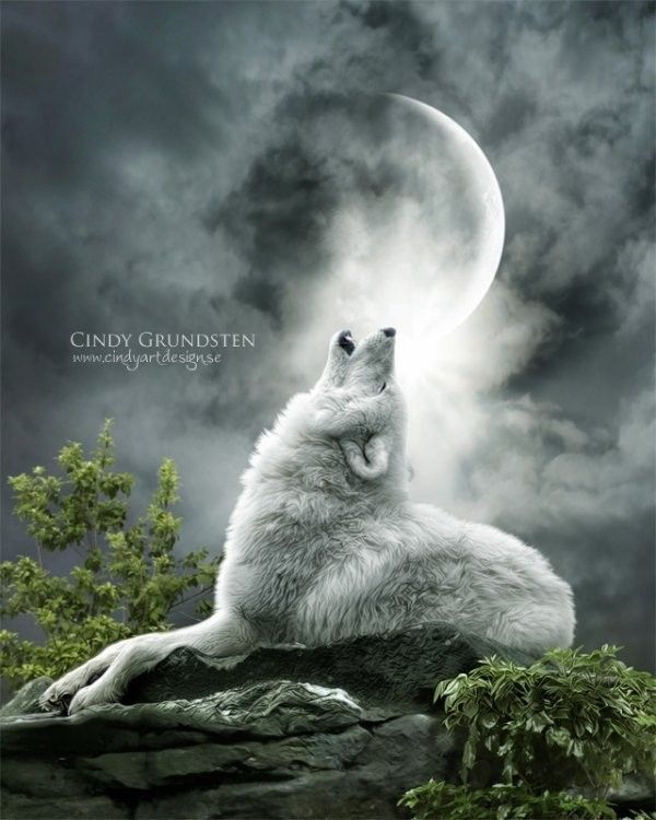 Loup hurlant à la lune...