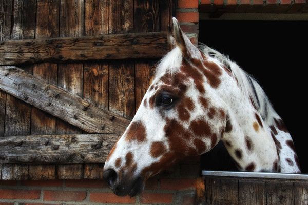 Cheval...unique....