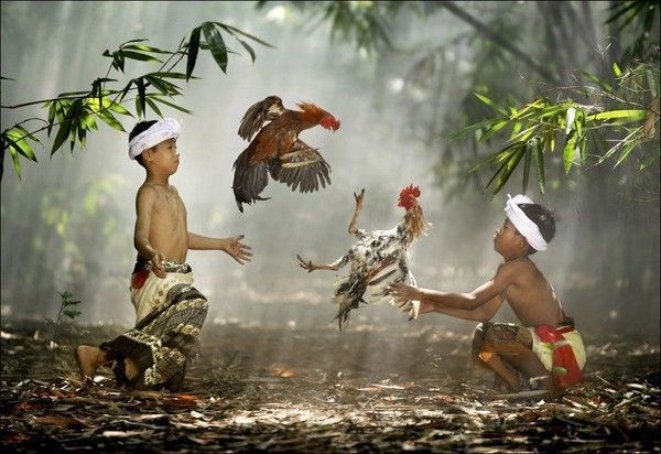 Coq combat..hi.hi..