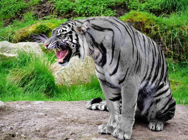 Tigre gris....