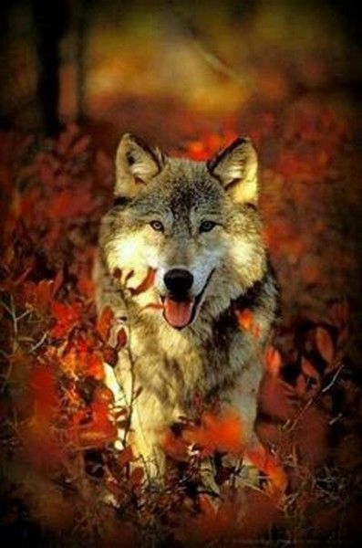 loup automne