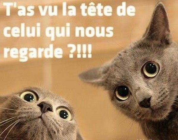 Humour de chat