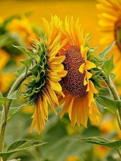 tournesol
