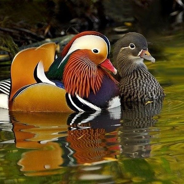 joli......canard