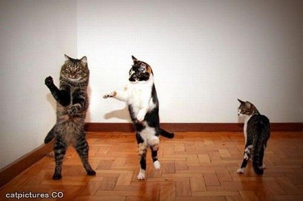 Les chats aimes ...