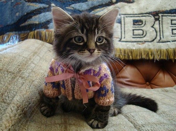 Un chaton avec un joli tricot...