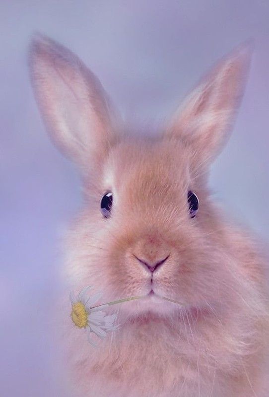 beau bunny