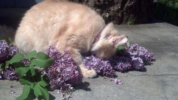 Lilas...les lilas...