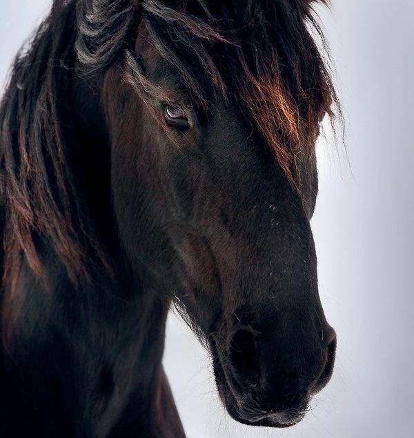 Magnifique cheval...