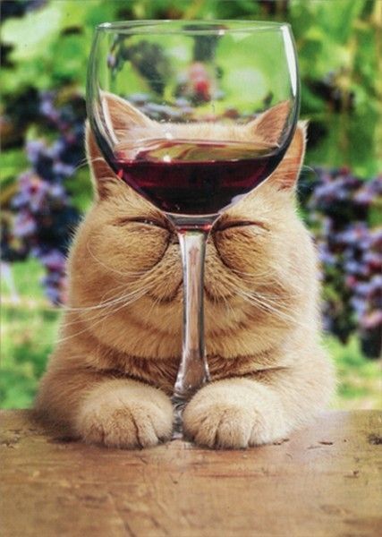 chat aide a voir