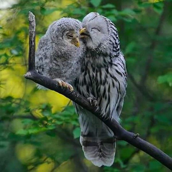 tendre 