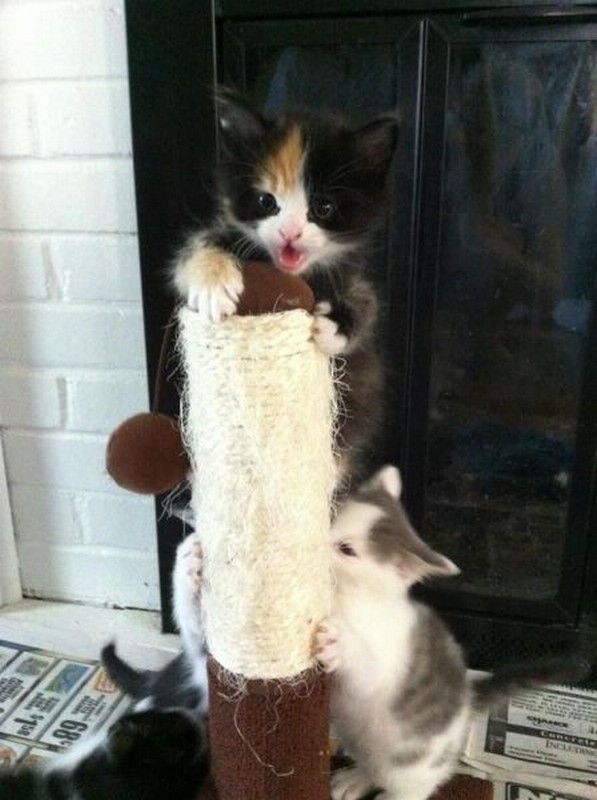 Moi...qui..gagne...hi..hi..