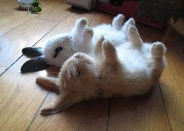 Un duo..pour toi....
