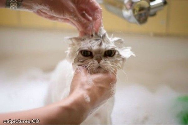 Déteste l'heure du bain.... fin semaines...