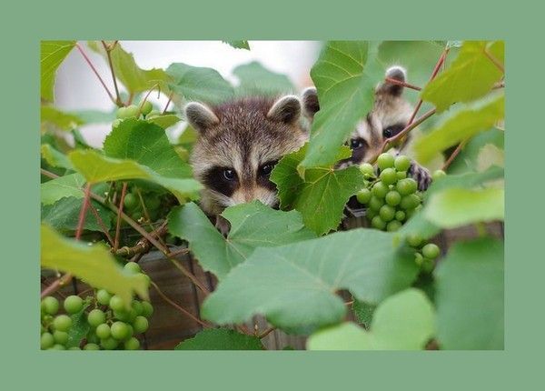 Bientôt...les raisins....