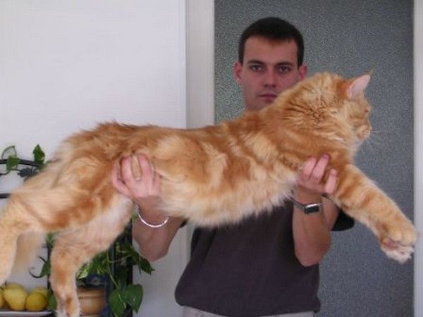 Big cat...wow...!
