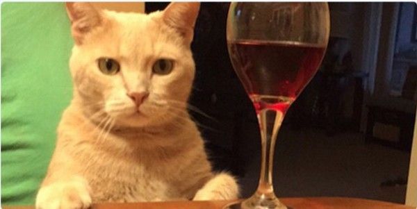 chat cé ...hi..hi..