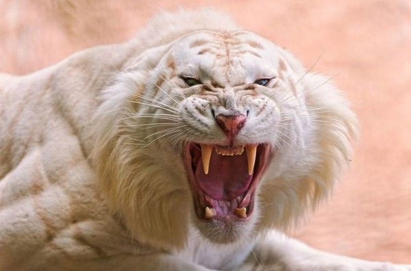 grr....y viens se café