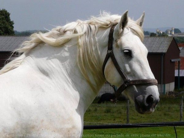 cheval de trait blanc