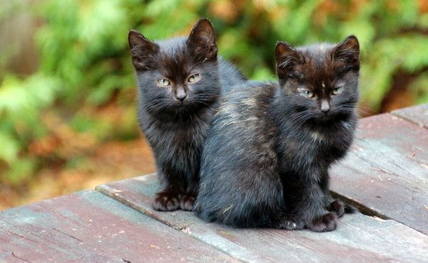 Deux beau chatons...