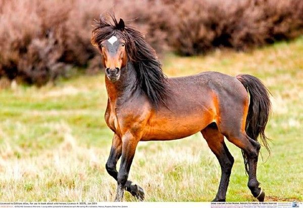 Beau cheval