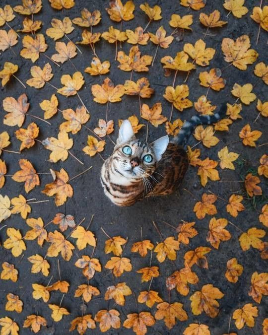 bonjour automne