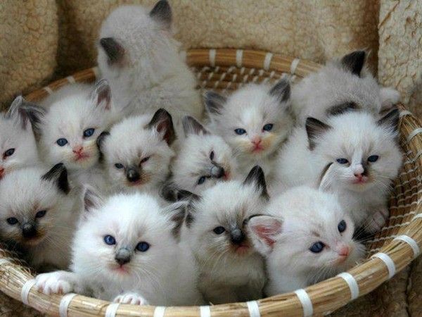 funny cat