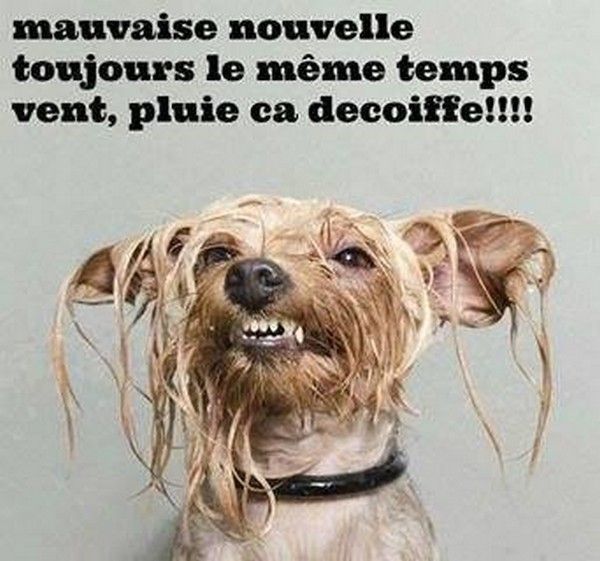 journée chien...