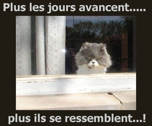 chat se ressemblent....