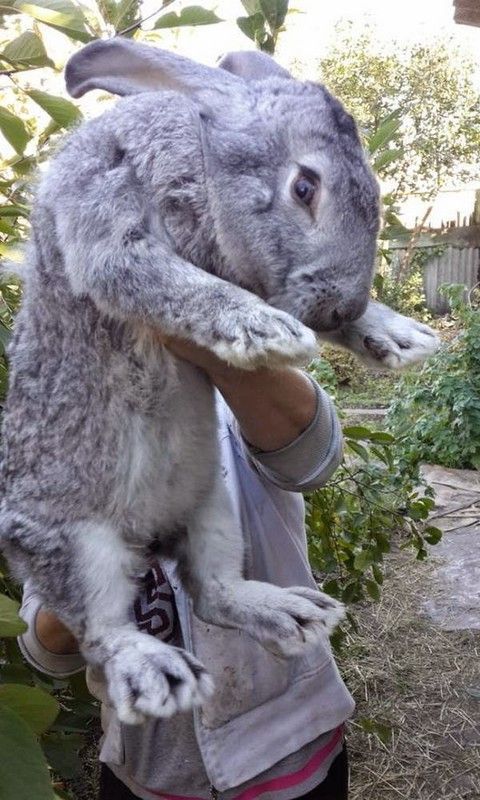 gros lapin