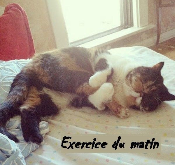 Exercice du matin