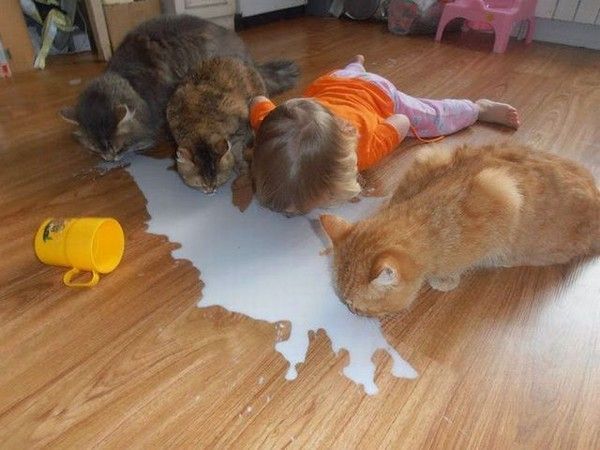 lait du matin