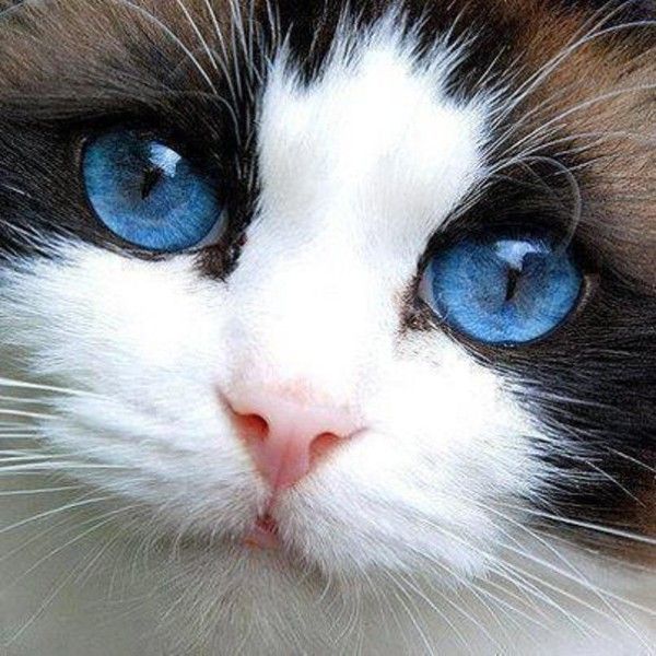 Yeux bleu...