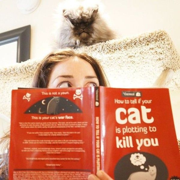 Lecture sur les chats.....