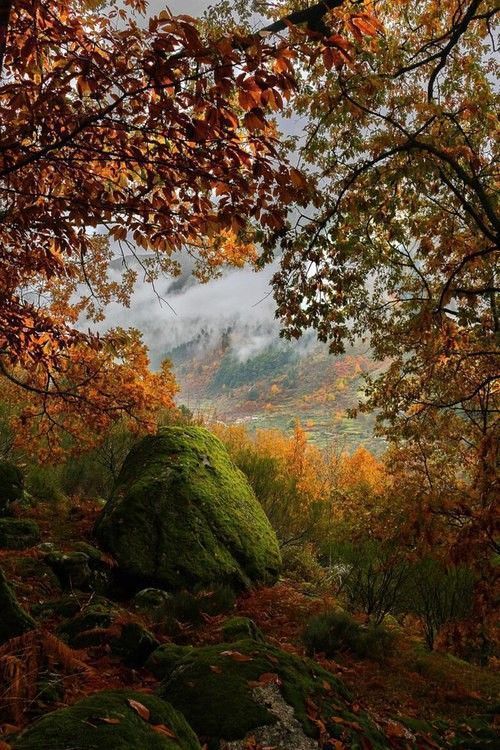 paysage automne