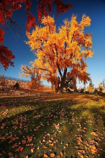 arbre automne