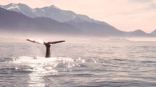 Le passage des baleines est débuté...