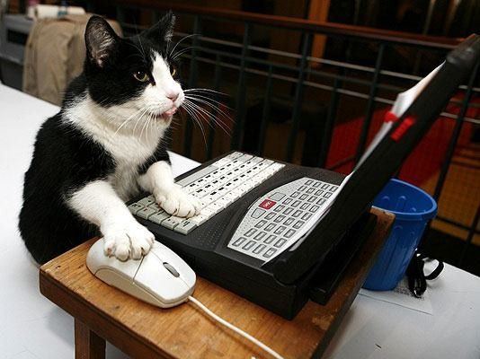 Un chat internet...