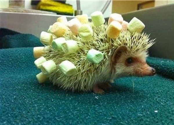 un ti-hors...d'oeuvre.....