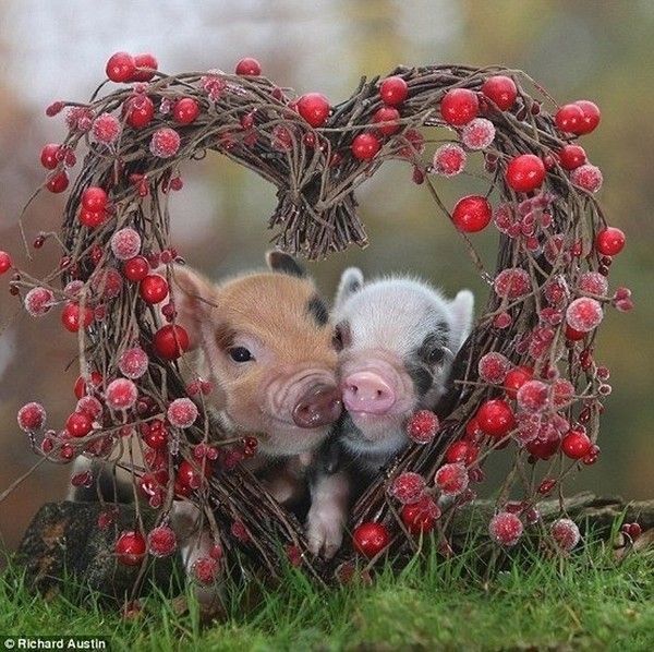 L'amour cochon..hi.hi..