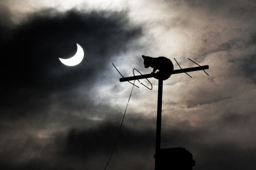Chat haut perché....